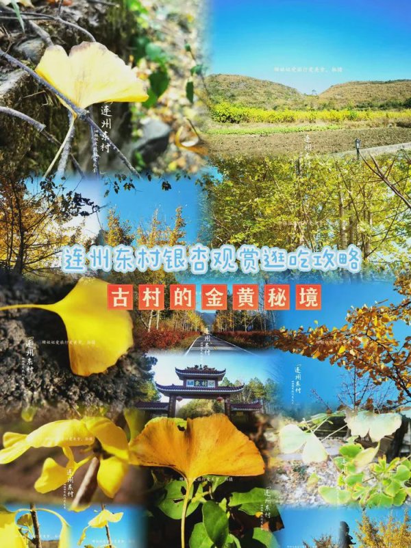 国信配资 清远连州东村银杏观赏逛吃攻略：古村的金黄秘境